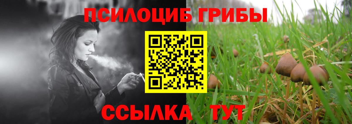 Чайковский  Галлюциногенные грибы Psilocybe  Вход с VPN 